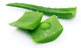 Conheça os Benefícios de Aloe Vera