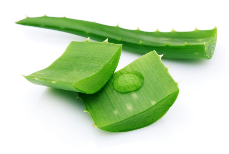 Read more about the article Conheça os Benefícios de Aloe Vera