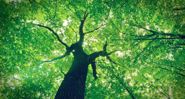 Read more about the article Dia Internacional das florestas e árvores