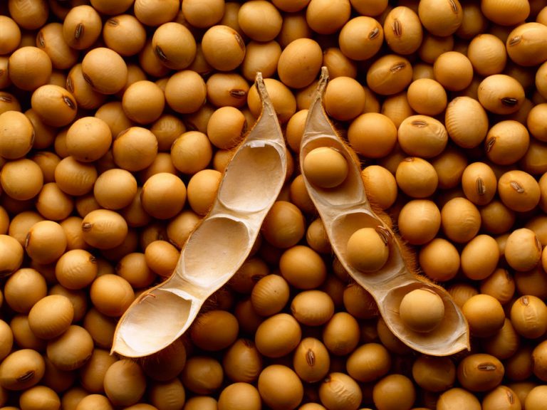 Read more about the article Por que a Soja é um alimento funcional?