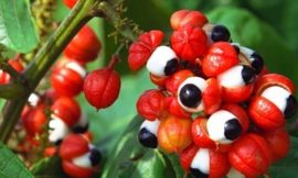 Xô Fadiga!!!! Tome Guaraná