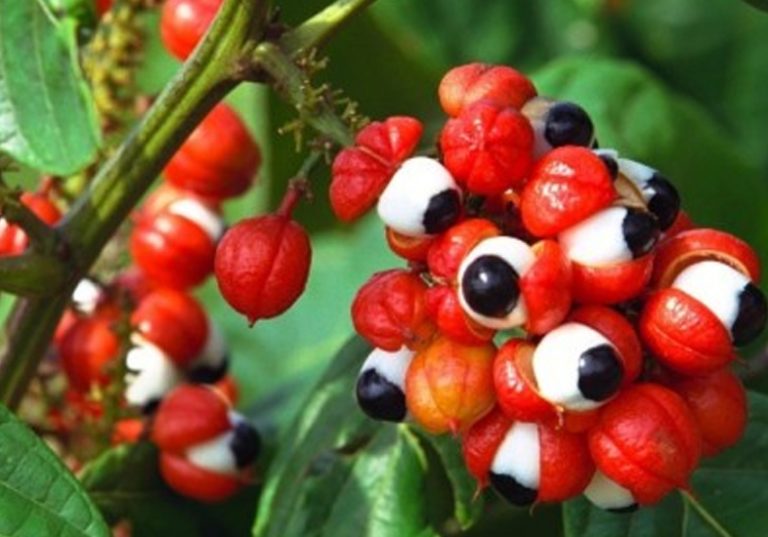 Read more about the article Xô Fadiga!!!! Tome Guaraná