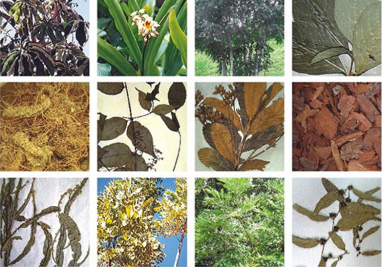Read more about the article Plantas Medicinais – A origem da cura!